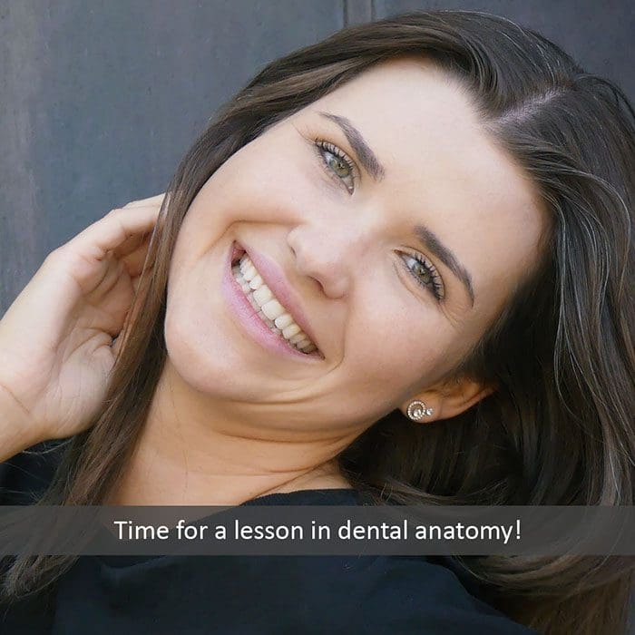 dental anatomy 2022 700 Maple Avenue Family Dentistry